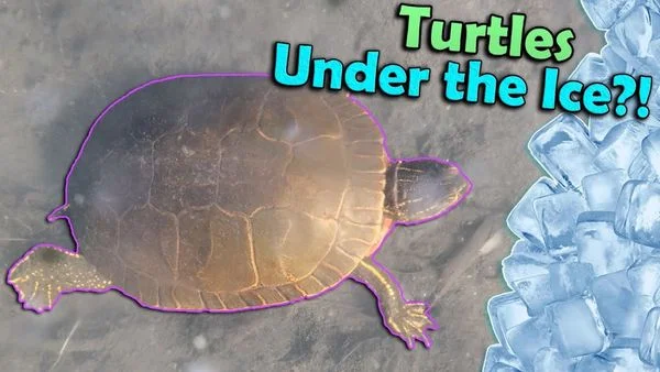 Do Turtles Hibernate