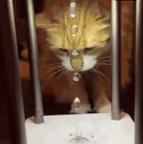 Cats gif.gif