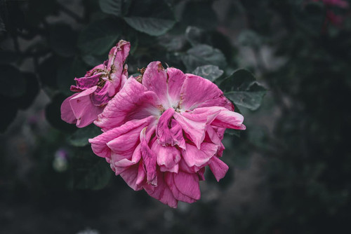 277446051 685262012601355 287011398993166917 n.jpg