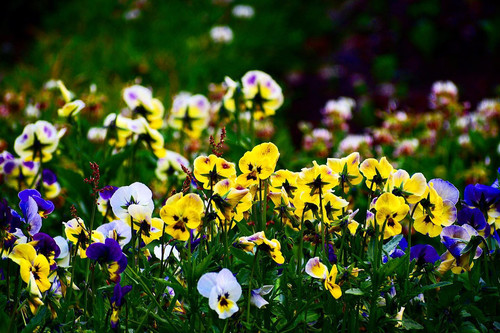 275012659 1520136715053768 4090561432168459225 n.jpg