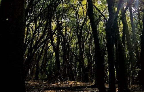 277509761 297037205907241 5192136976280380260 n (2).jpg