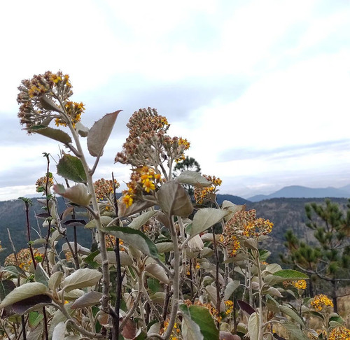 273911009 3083864358595085 7195788699091029146 n.jpg