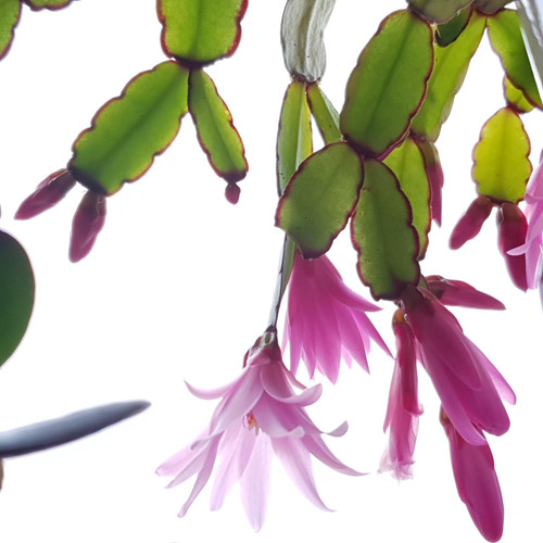 processed 49f886c3 c7ba 459c 9255 811c48a88588 0nuokzgN.jpg