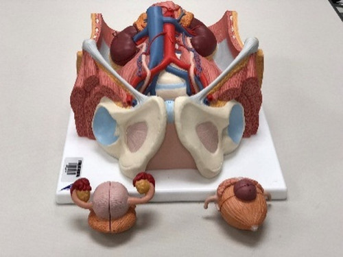 sistema urinario ambos sexos.jpg