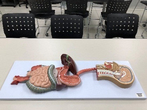 sistema digestivo.jpg