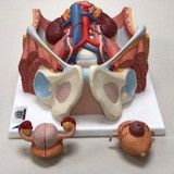 sistema urinario ambos sexos