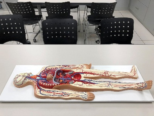 sistema circulatorio.jpg