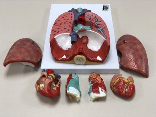 sistema respiratorio.jpg