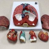 sistema respiratorio