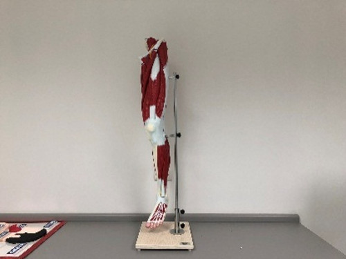 modelo de musculos de la pierna.jpg