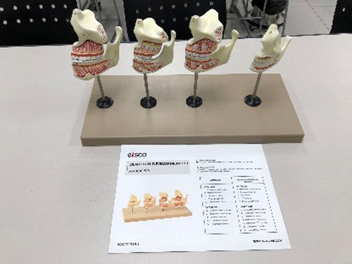 modelo de denticion.jpg