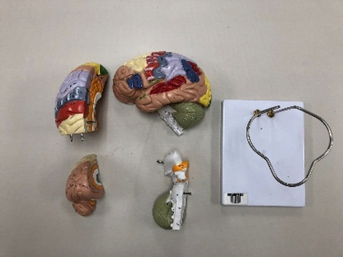 cerebro humano con codigo de color.jpg