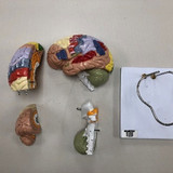 cerebro humano con codigo de color