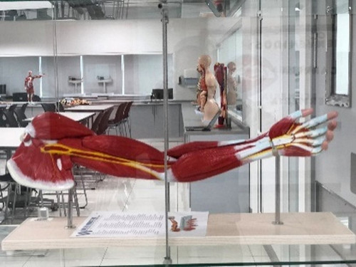 modelo de musculos de brazo.jpg