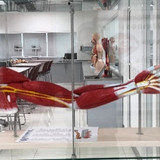 modelo de musculos de brazo