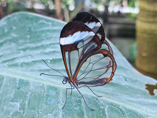 Transparent wing butterfly 2000x1500.jpg