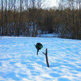 весна #1 (Foto_5_24_04_2022)