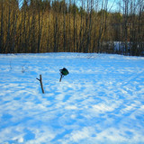 весна #2 (Foto_6_24_04_2022)