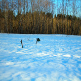весна #3 (Foto_7_24_04_2022)