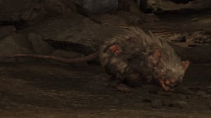 rat wildlife creature elden ring wiki guide 300px.jpg