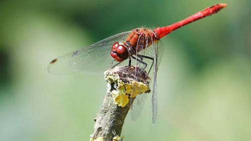 manset 11 16 9 1569440116.jpg