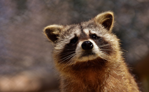 raccoon withoutred.jpg