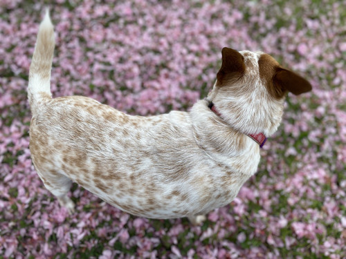 2ADA4248 BCA4 4209 BA1C 391625F86927.jpg