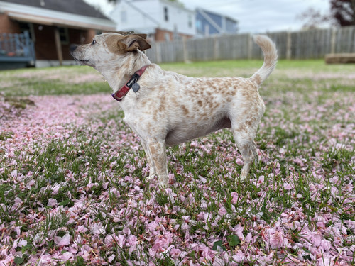 49FC3080 034A 47CF 8215 6620AB1A70D5.jpg