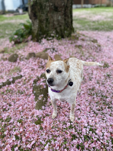 7D4EF105 C770 446A B330 29D71ACE7494.jpg