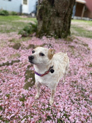 C0D9C80C C958 465C 9A04 44548CFEB984.jpg