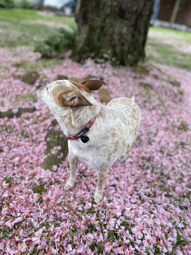 8E2D5E09 B6F1 4A96 BDD8 6CEE072CCB76.jpg