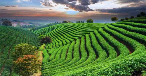 9782559 best tea gardens Bangladesh.webp