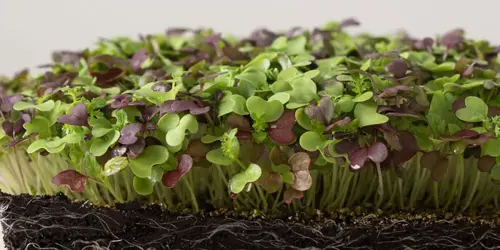 kale microgreen.jpg.webp