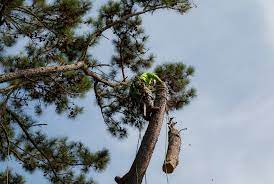 tree removal north charleston sc.jpg