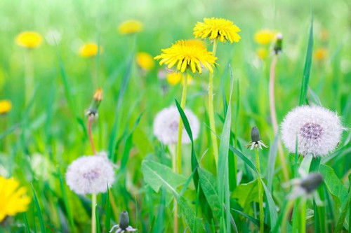 kara hindiba otu 4759.jpg