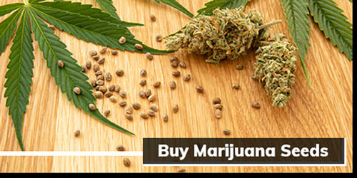 Cannabis Seeds Illinois: Grow Marijuana & Weed at Home.jpg