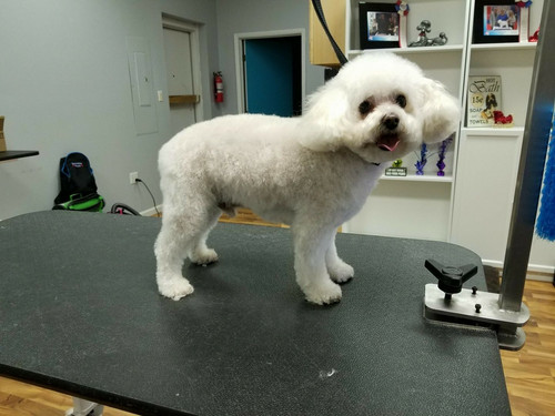 dog grooming valparaiso.jpg