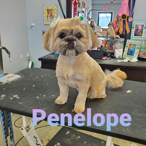 Smoochie Pooch Pet Salon Ft Wayne Northwest.jpg