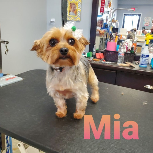 Smoochie Pooch Pet Salon Ft Wayne.jpg