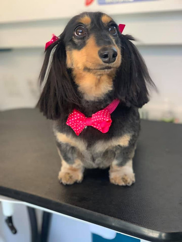 pet grooming near me.jpg