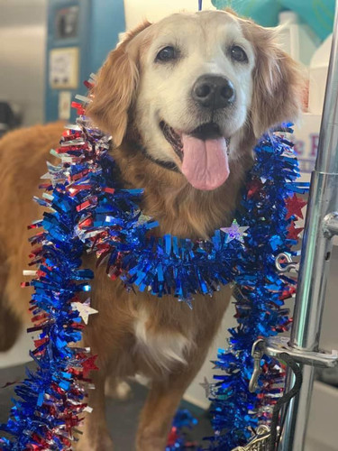 mobile dog grooming vans.jpg