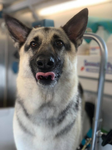 smoochies dog grooming.jpg