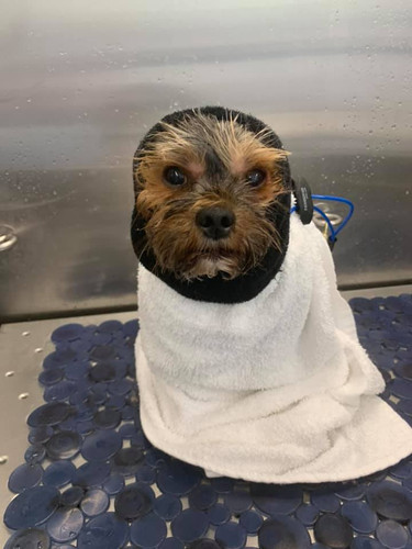 smoochie pooch mobile pet grooming.jpg