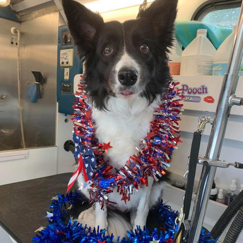 pet groomers valparaiso.jpg