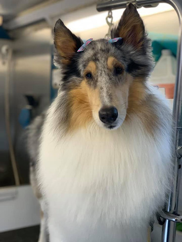 mobile pet grooming.jpg