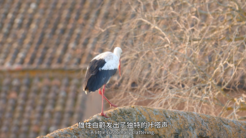 地中海.Mediterranean.Life.Under.Siege.S01E01.2022.1080p.WEB DL.AAC.H264 HDSWEB.mp4 20220519 115536.374.png