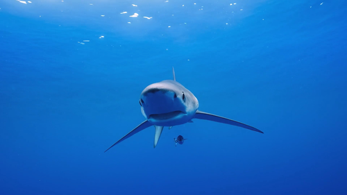 地中海.Mediterranean.Life.Under.Siege.S01E01.2022.1080p.WEB DL.AAC.H264 HDSWEB.mp4 20220519 115551.662.png