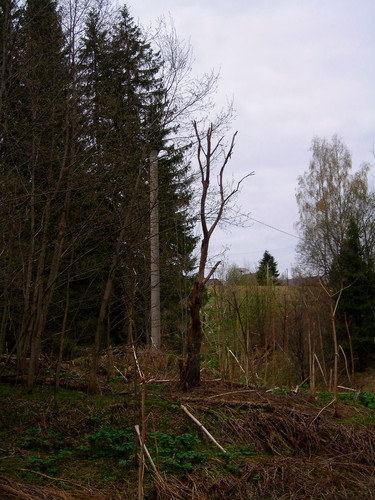 сухое дерево, столб #1 (Foto_2_19_05_2022).jpg