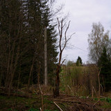 сухое дерево, столб #1 (Foto_2_19_05_2022)