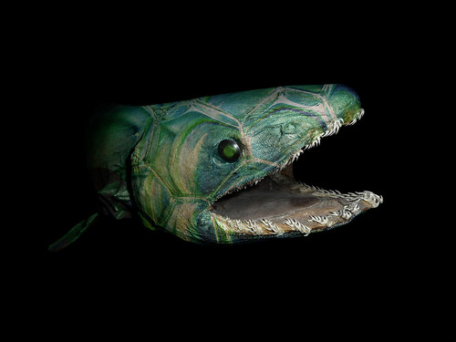 1200px Chlamydoselachus anguineus head.jpg